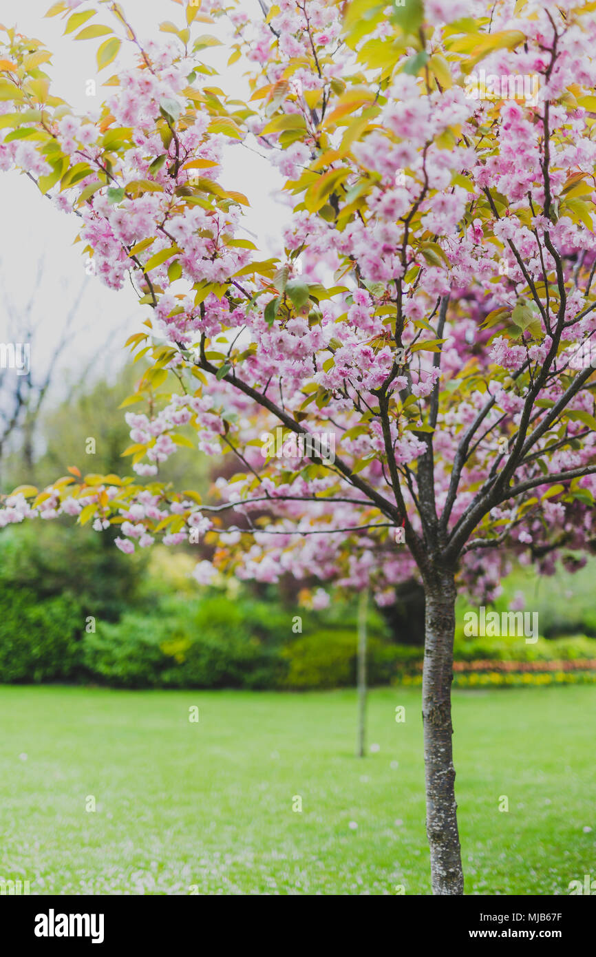 pink tree in city park in spring with plenty of blossoms surrounded by ...