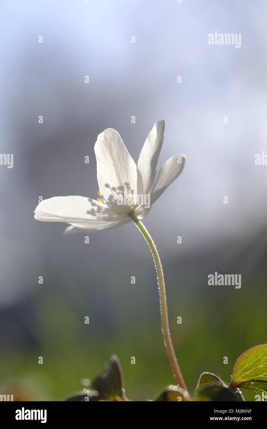 Wood anemone striving for some spring light Stock Photo