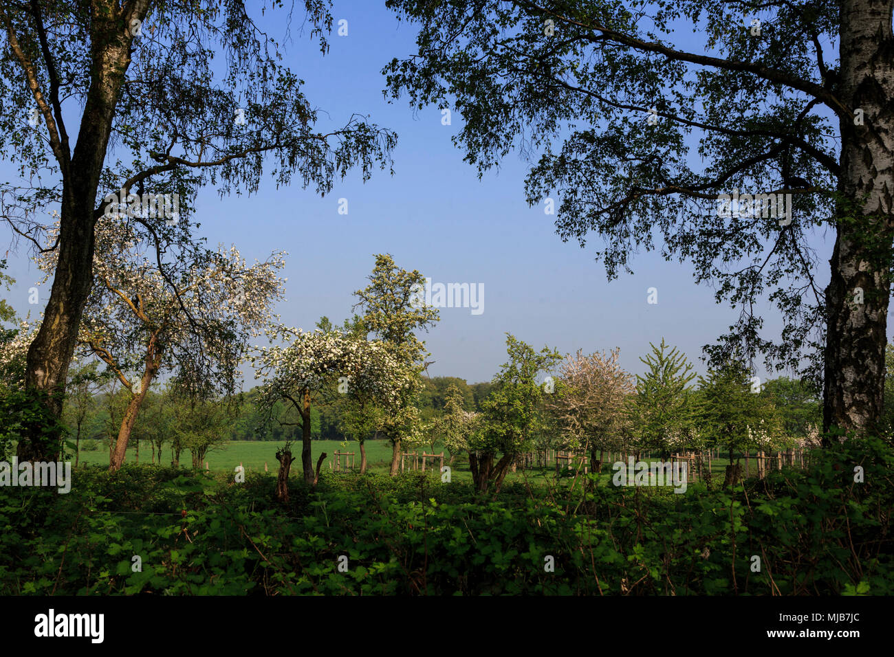 Meadow with blossoming fruit trees, Mülheim an der Ruhr, Germany Stock Photo