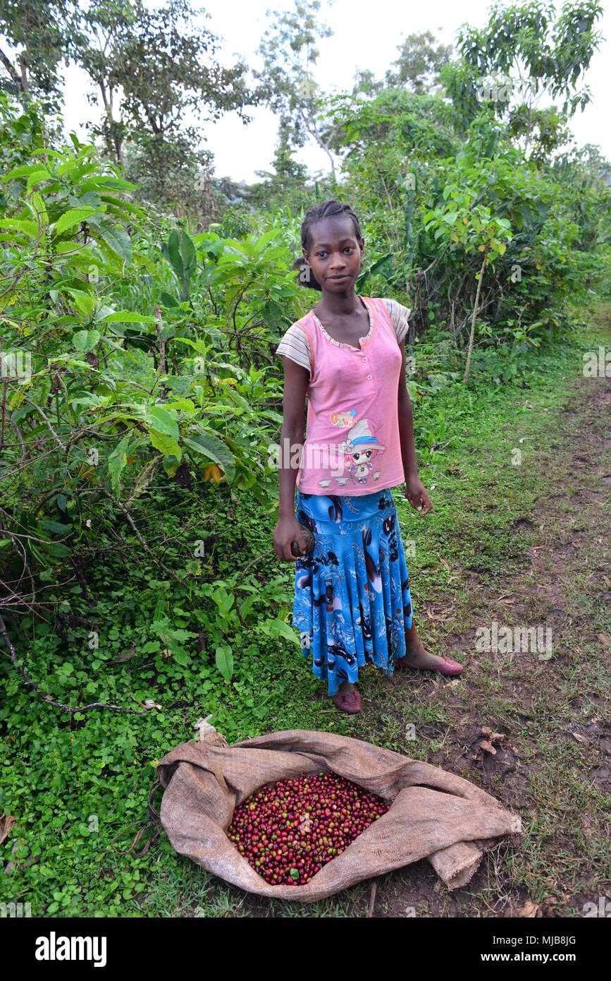 A girl, picking coffee cherries near the Negele Gorbitu coop, Yirgacheffe, Ethiopia Stock Photo