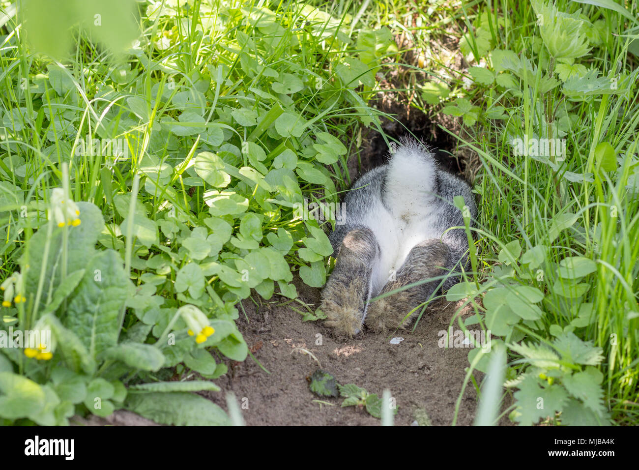 a gray rabbit hides in the rabbit hole Stock Photo