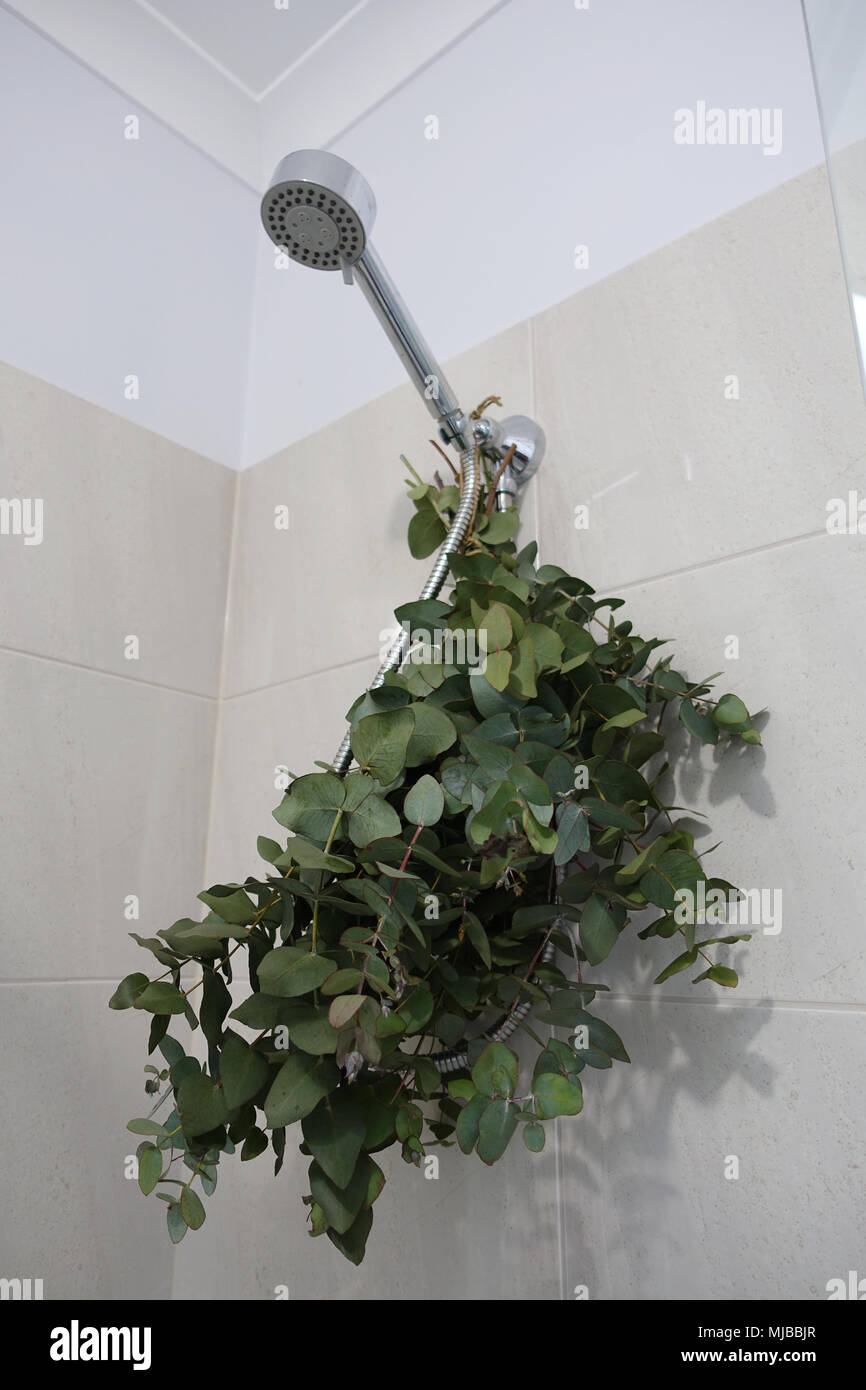 Eucalyptus gunnii bouquet in the shower Stock Photo