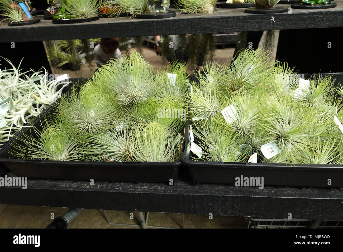 Air plant leaves hi-res stock photography and images - Alamy