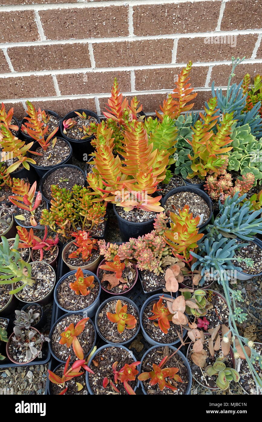 Mixed variety of succulent cuttings Stock Photo