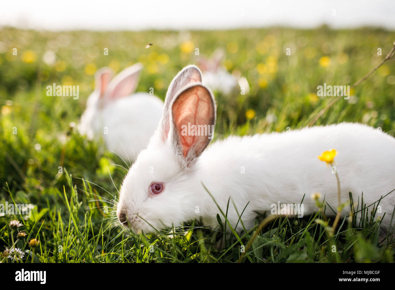 white rabbit on a grass background Stock Photo - Alamy