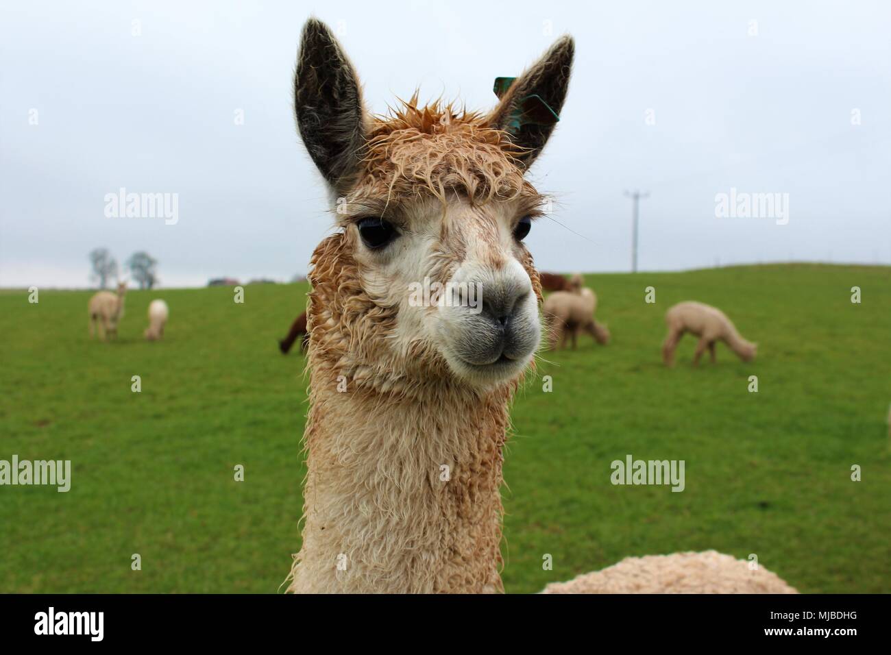 A female Alpaca in a field on a UK Alpaca farm, with others from her ...