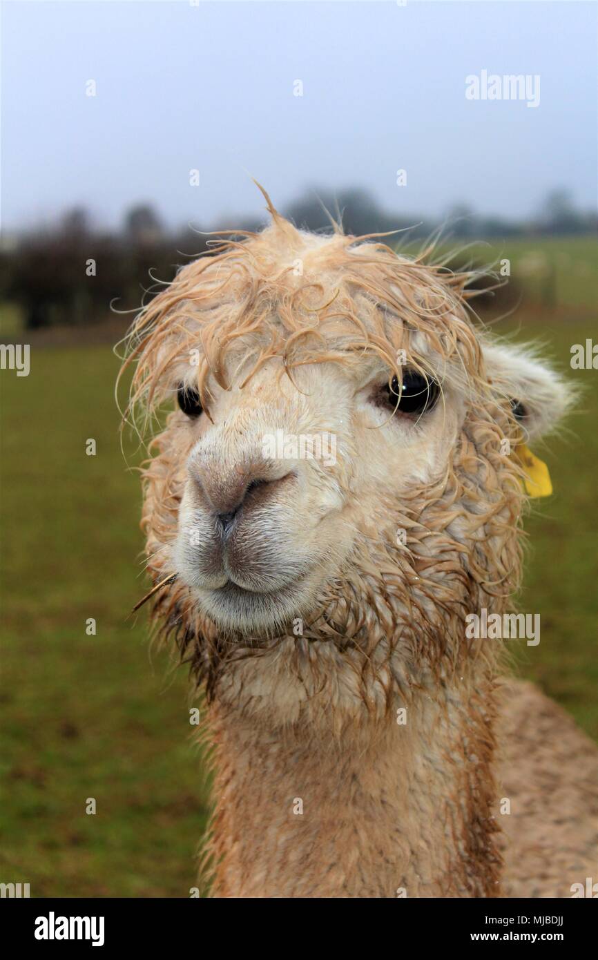 A female Alpaca in a field on an Alpaca farm in the UK Stock Photo Alamy