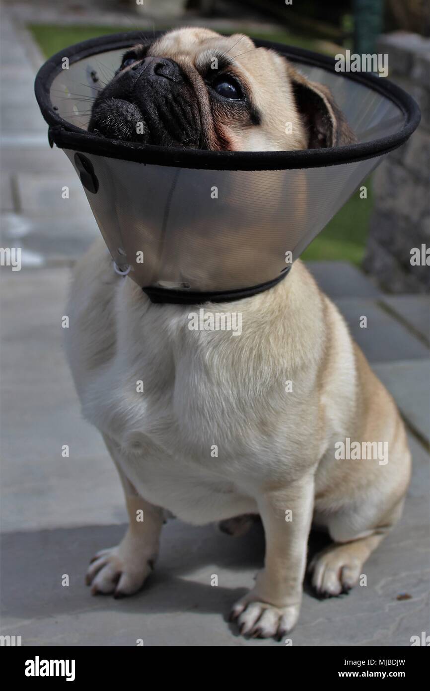 A one year old male Pug dog wearing a protective collar after