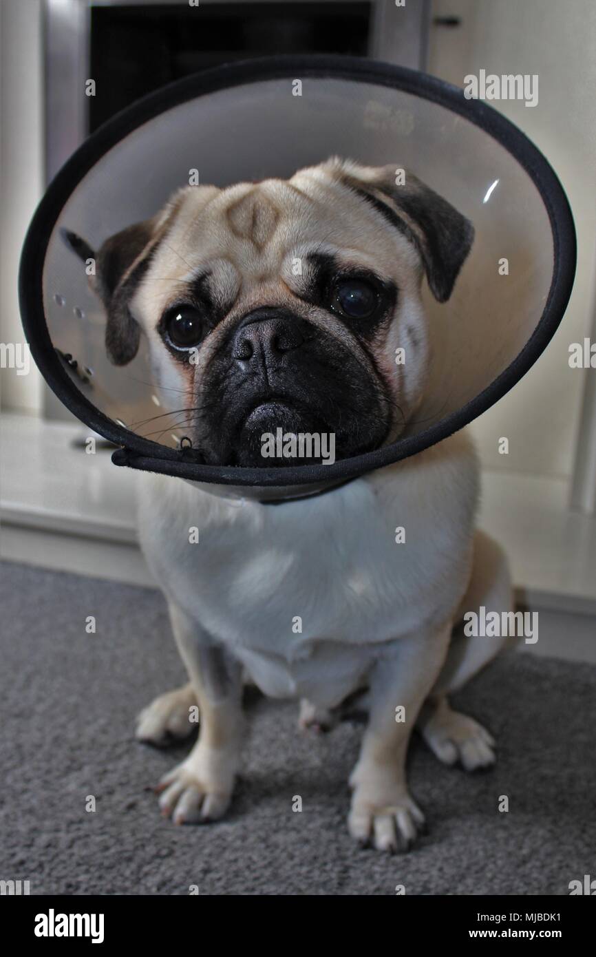 A one year old male Pug dog wearing a protective collar after castration. Stock Photo