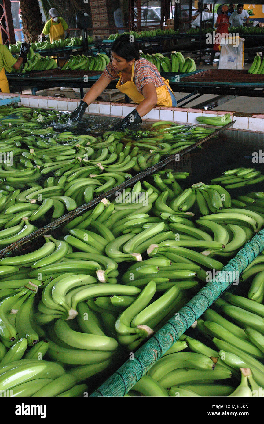Banana production in ecuador hires stock photography and images Alamy