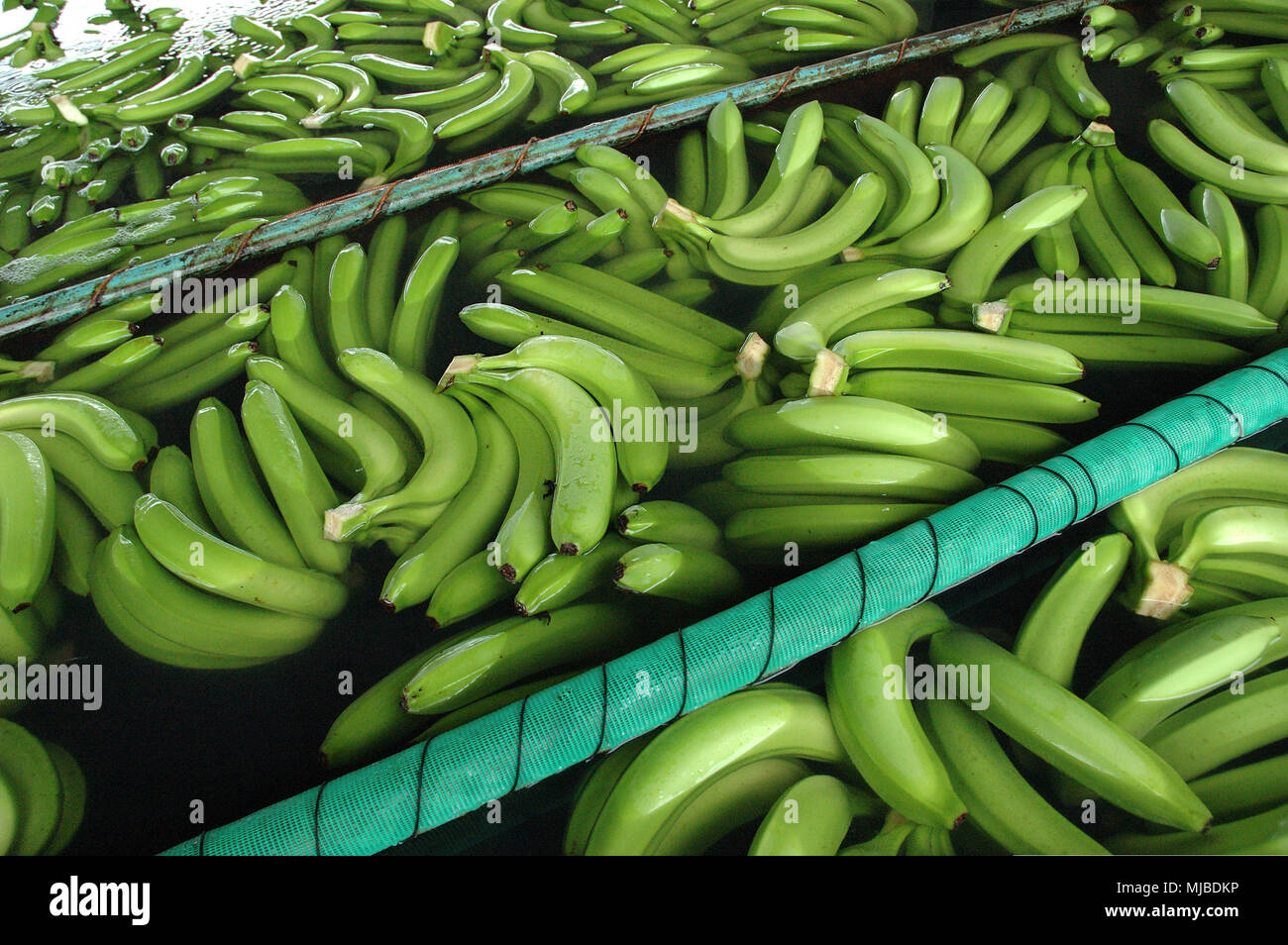 Harvesting bananas in Los Rios region of Ecuador, South America Stock Photo Alamy