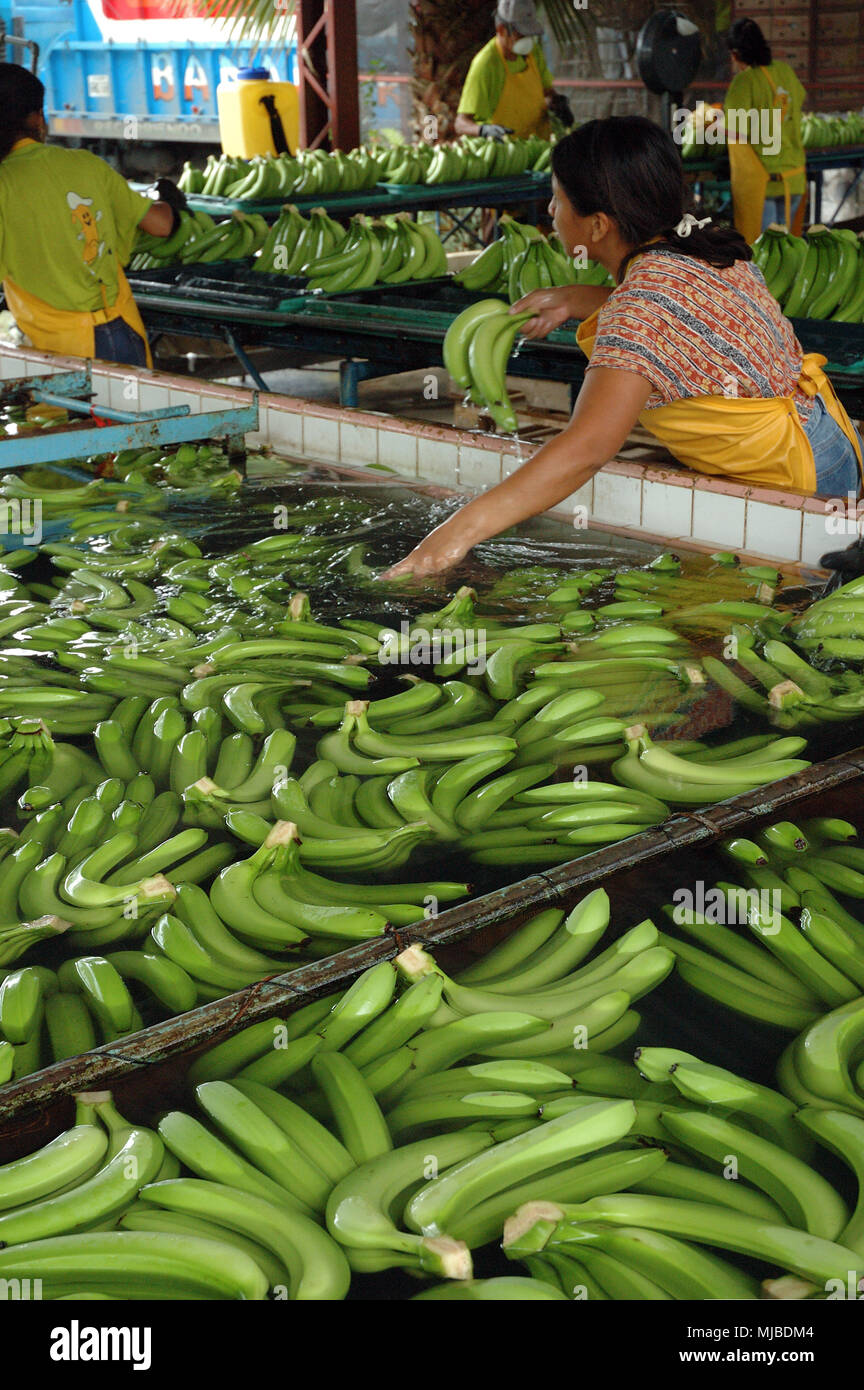 Ecuador agriculture banana hires stock photography and images Alamy