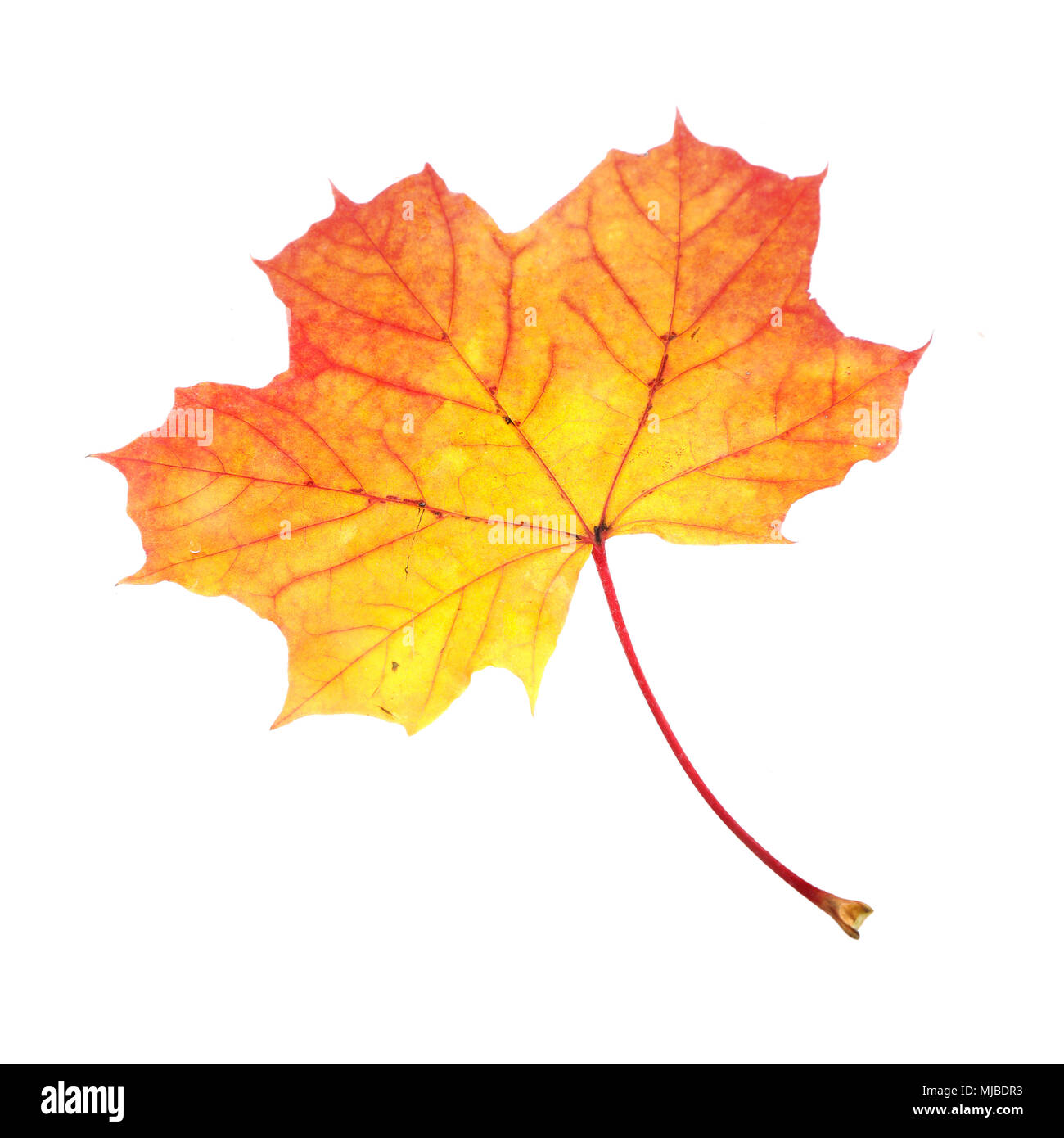 One Maple (Acer platanoides) leaf in autumn colors isolated on white backgrund. Stock Photo