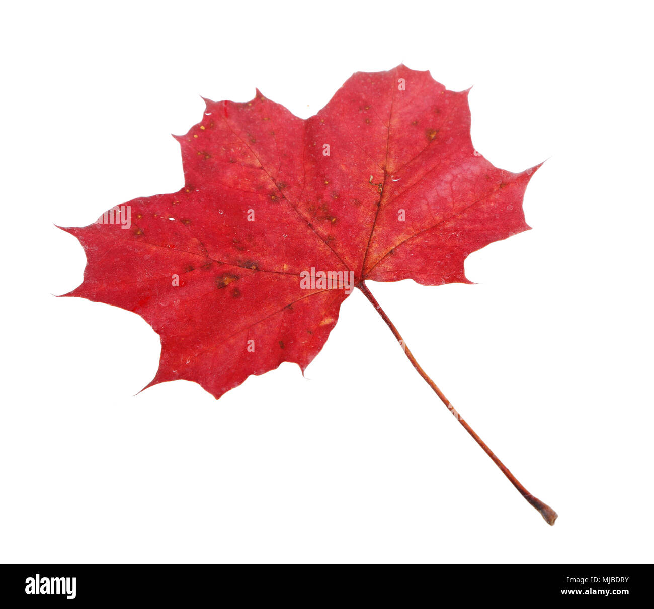 One red fallen Maple (Acer platanoides) leaf isolated on white backgrund. Stock Photo
