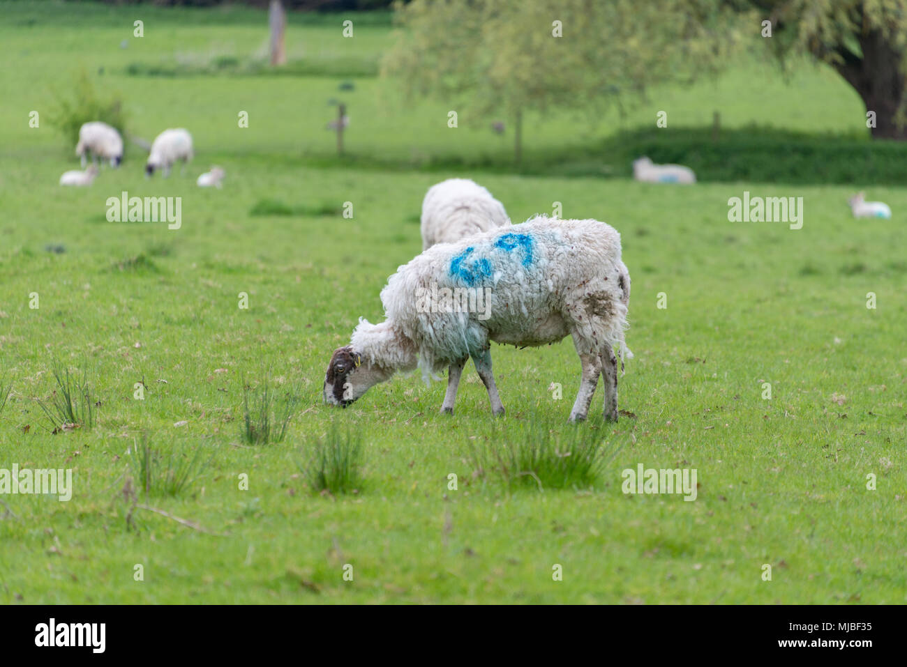 Ewe with 69 branded on fleece Stock Photo