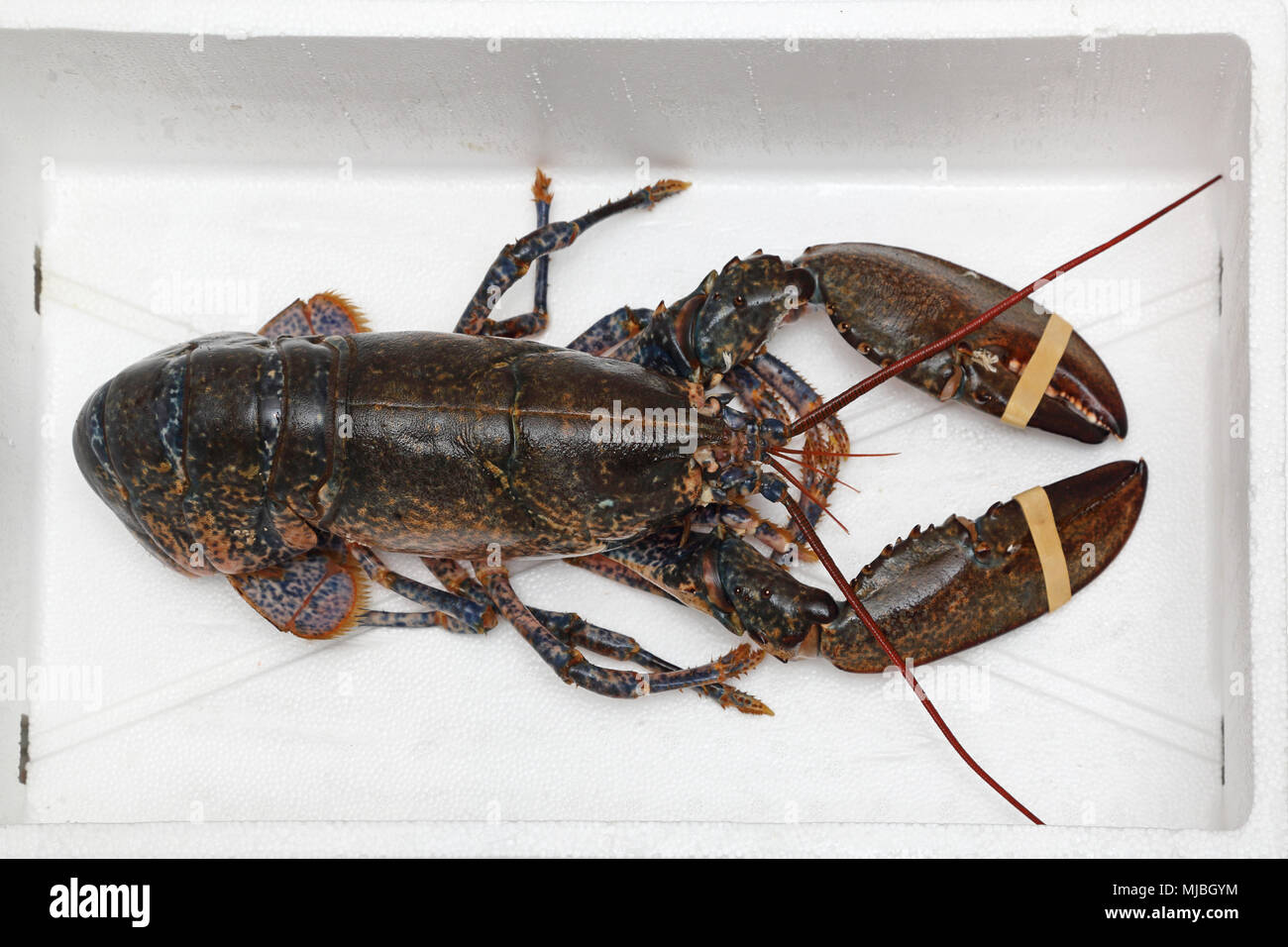 Live Lobster With Rubber Bands at Claws in Box Stock Photo Alamy