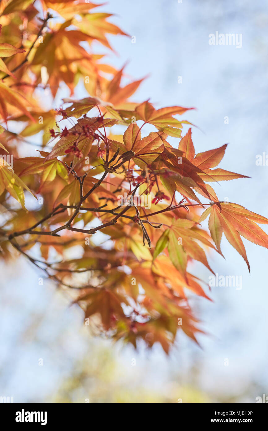 Japanese Maple Branches in Spring, Lancaster County, Pennsylvania, USA