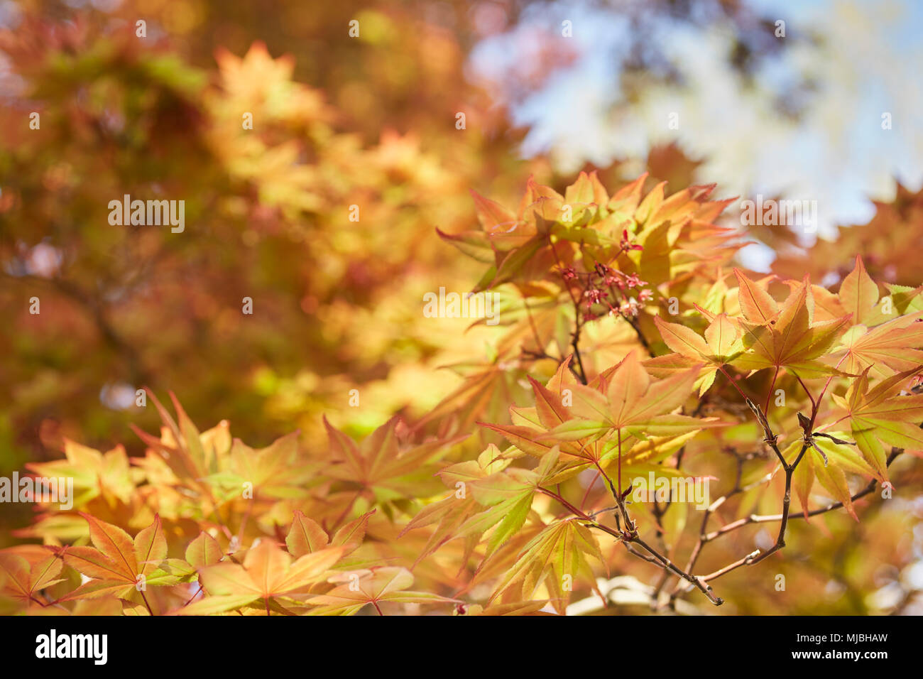 Japanese maple acer palmatum momiji hi-res stock photography and images ...