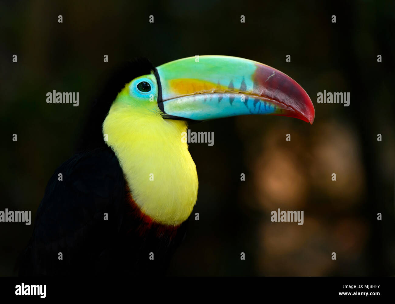 Keel-billed toucan (Ramphastos sulfuratus), also known as sulfur-breasted toucan or rainbow-billed toucan, South America Stock Photo