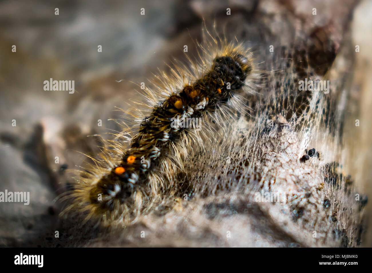 Caterpillar rash hires stock photography and images Alamy