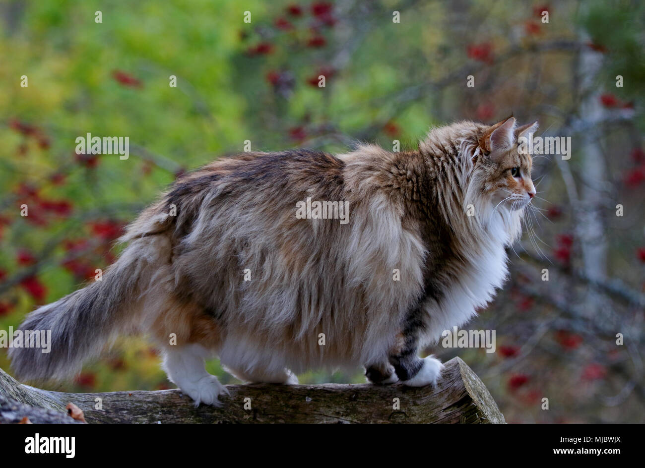 Norwegian forest cat female standing on log Stock Photo