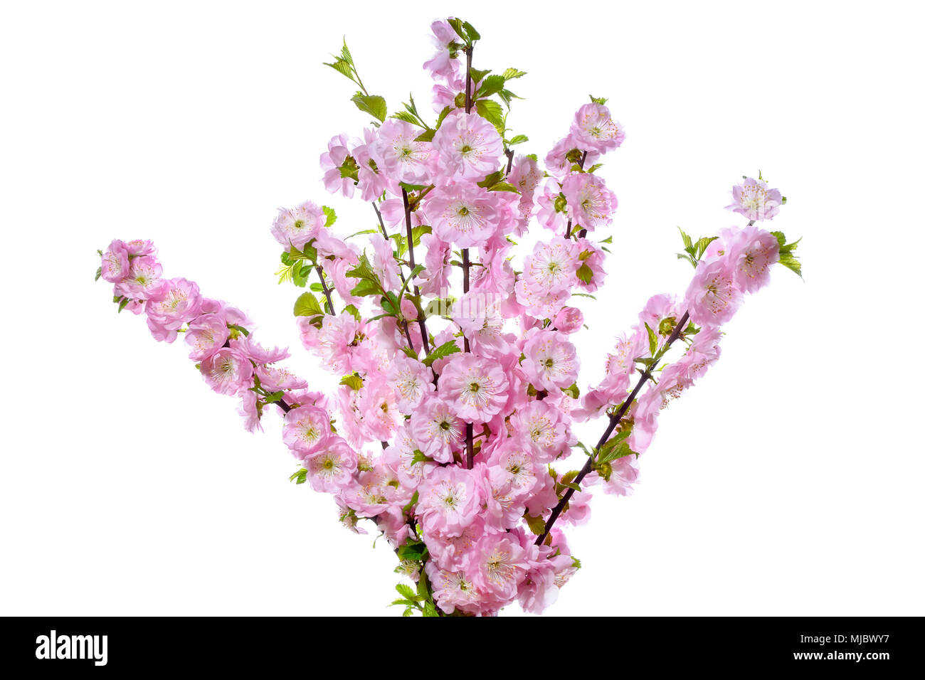 Bouquet of blooming almond twigs on a white background. Stock Photo