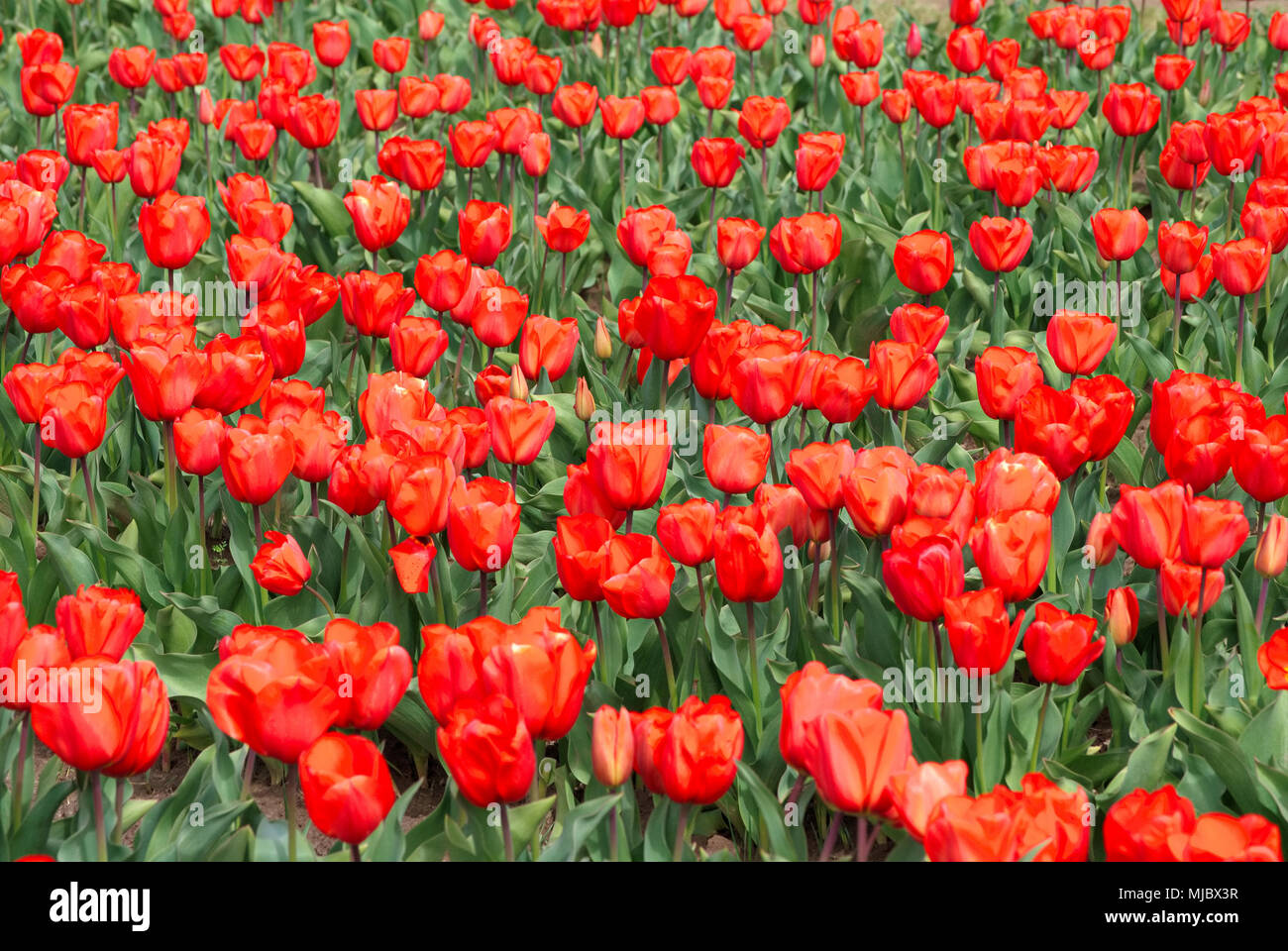 Tulip Festival in Woodburn Oregon Stock Photo Alamy