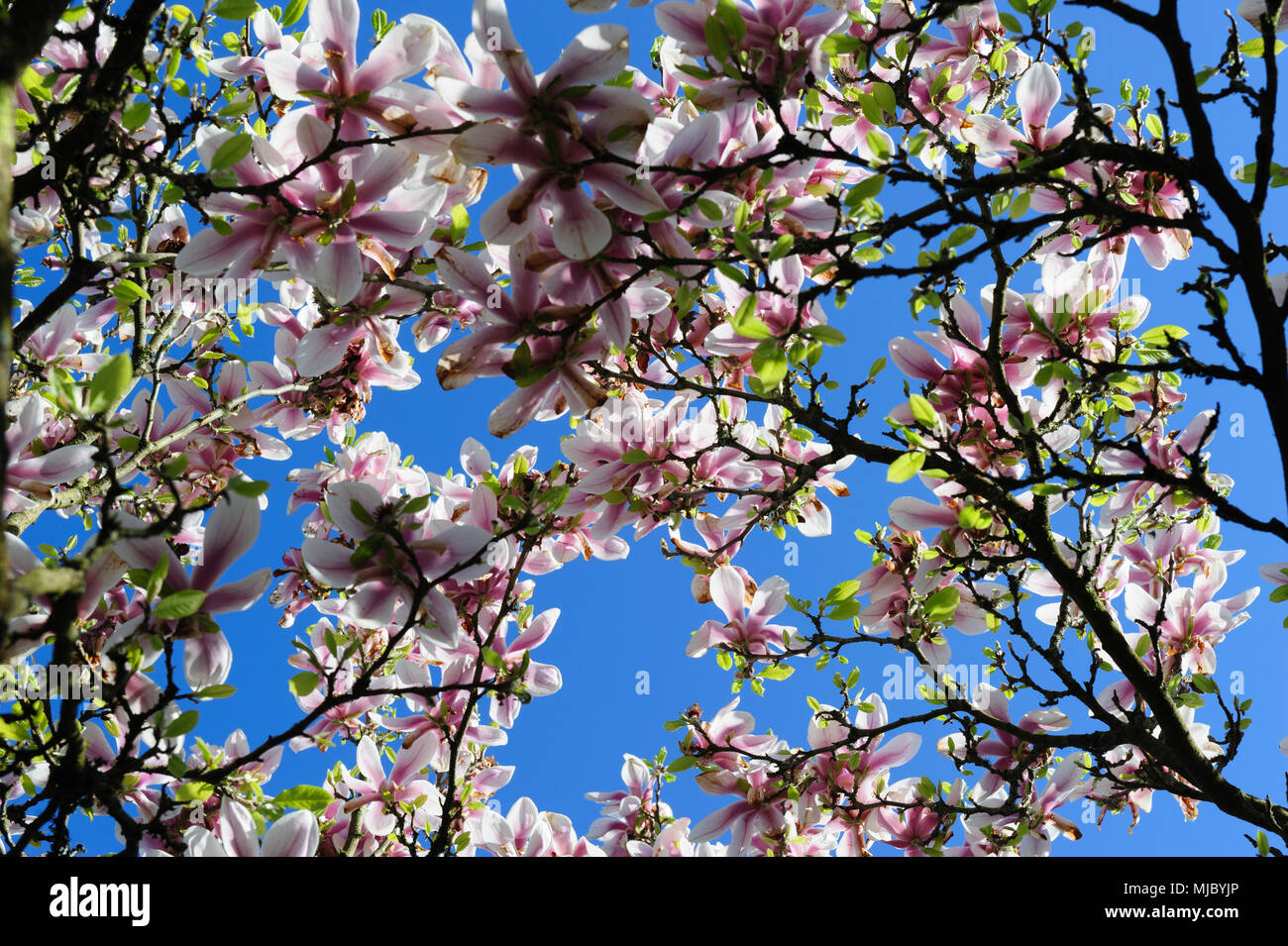 Magnolia tree petals hires stock photography and images Alamy