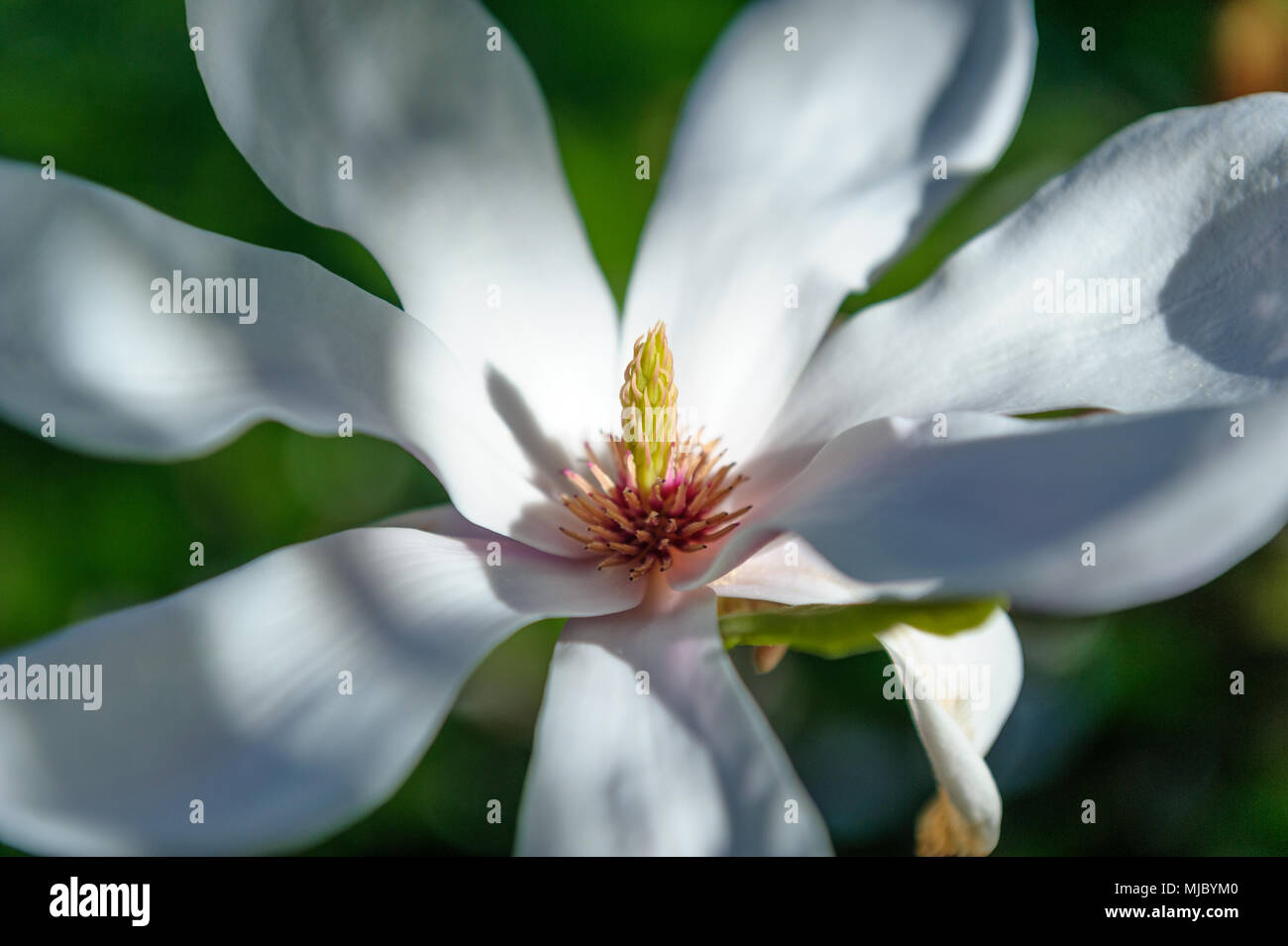 Magnolia tree petals hi-res stock photography and images - Alamy
