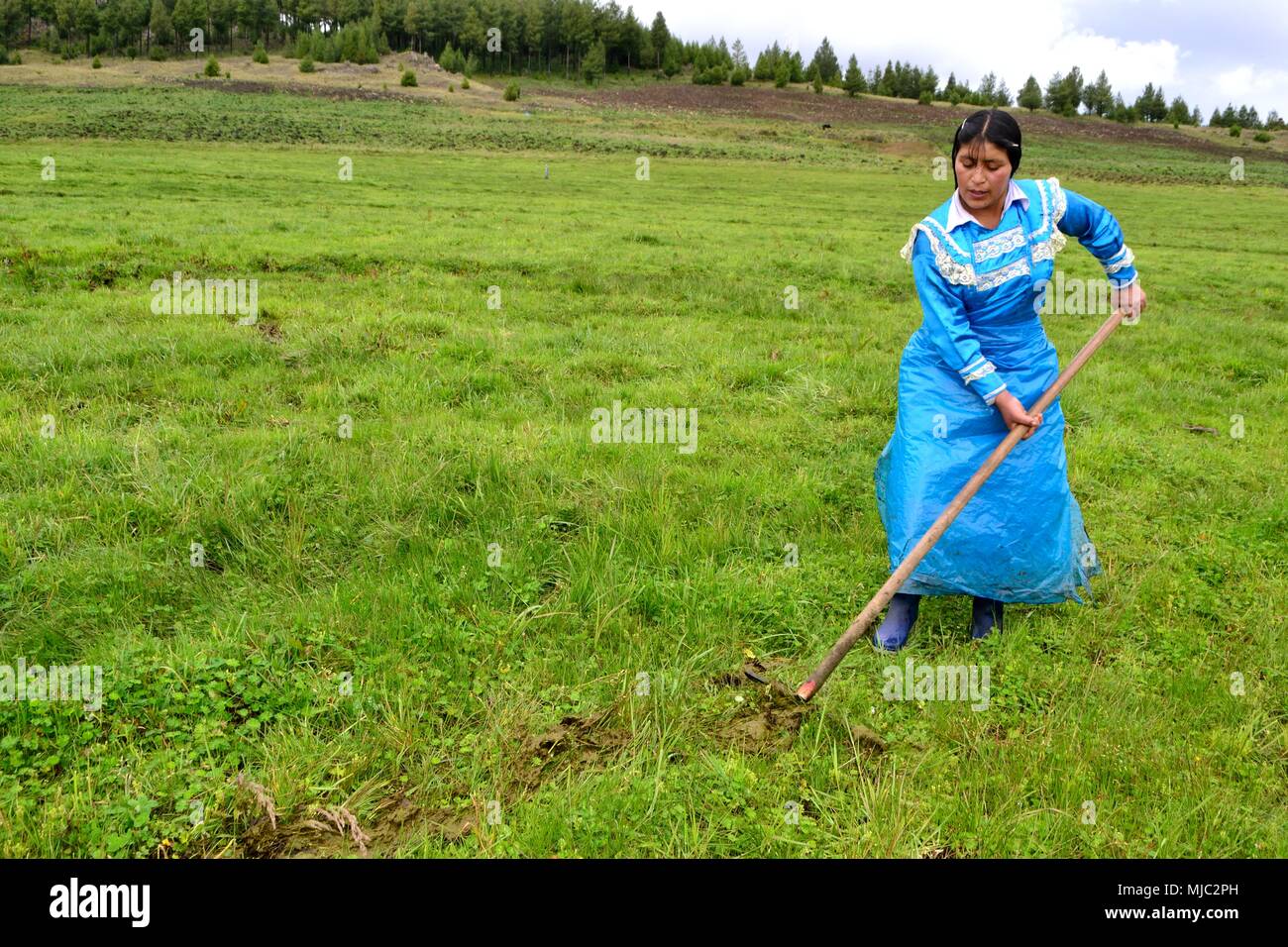 Girl with cow dung hi-res stock photography and images - Alamy