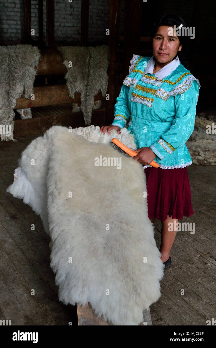 Cleaning Alpaca skin in GRANJA PORCON -  Evangelical cooperative - Department of Cajamarca .PERU     	  					  			 	  	  			 	    	 Stock Photo