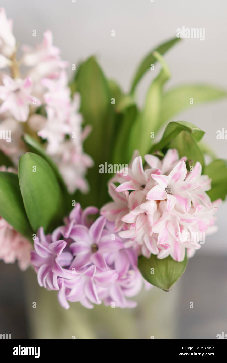 Fresh Spring Hyacinths Flowers Bouquet In Glass Vase On Light Gray