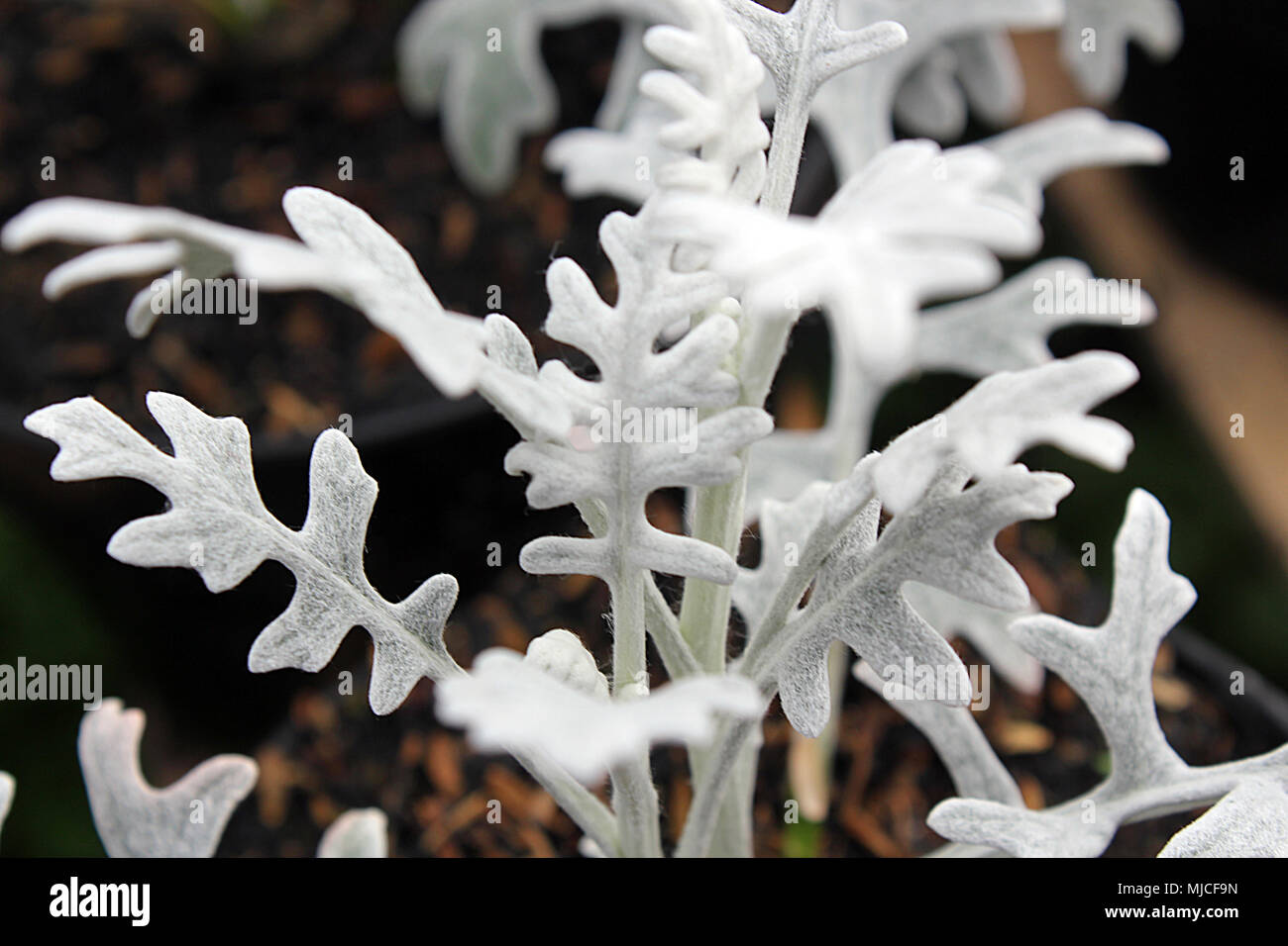 Silver dust flower Stock Photo