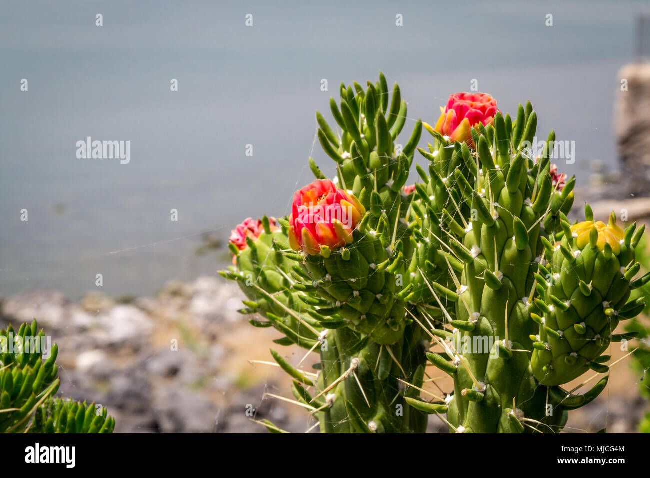 Opuntia subulata Cactus buds on the sea of Galilee background in garden of Franciscan Monastery in Capernaum, Israel Stock Photo