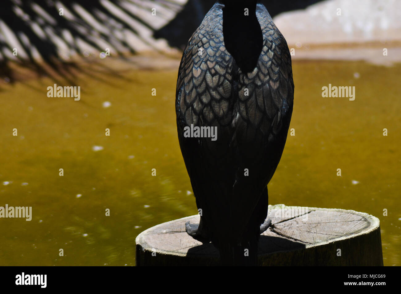 Plumage pattern of White-breasted Cormorant. Stock Photo