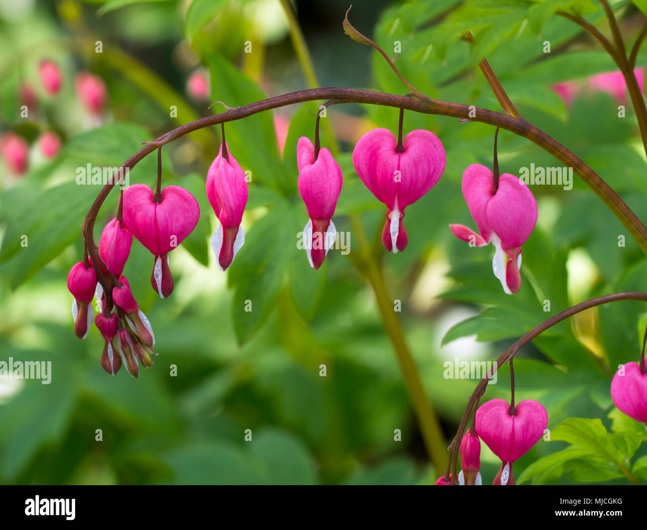 Lamprocapnos spectabilis valentines day hi-res stock photography and images - Al Lamprocapnos spectabilis valentines day hi-res stock photography and images - Al