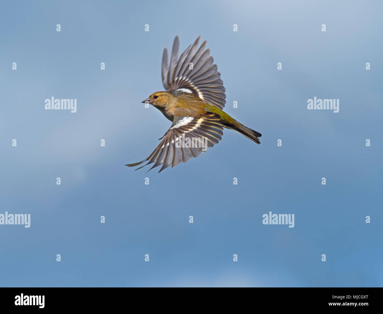 Chaffinch Fringilla coelebs female in flight Stock Photo