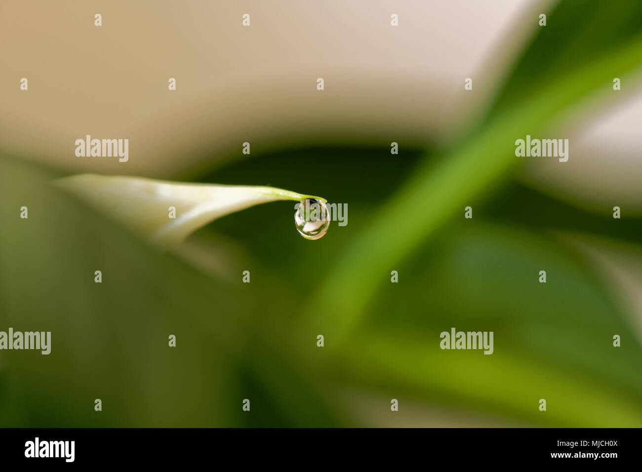 Close up image of a moisture droplet, reflecting the plant, on the end