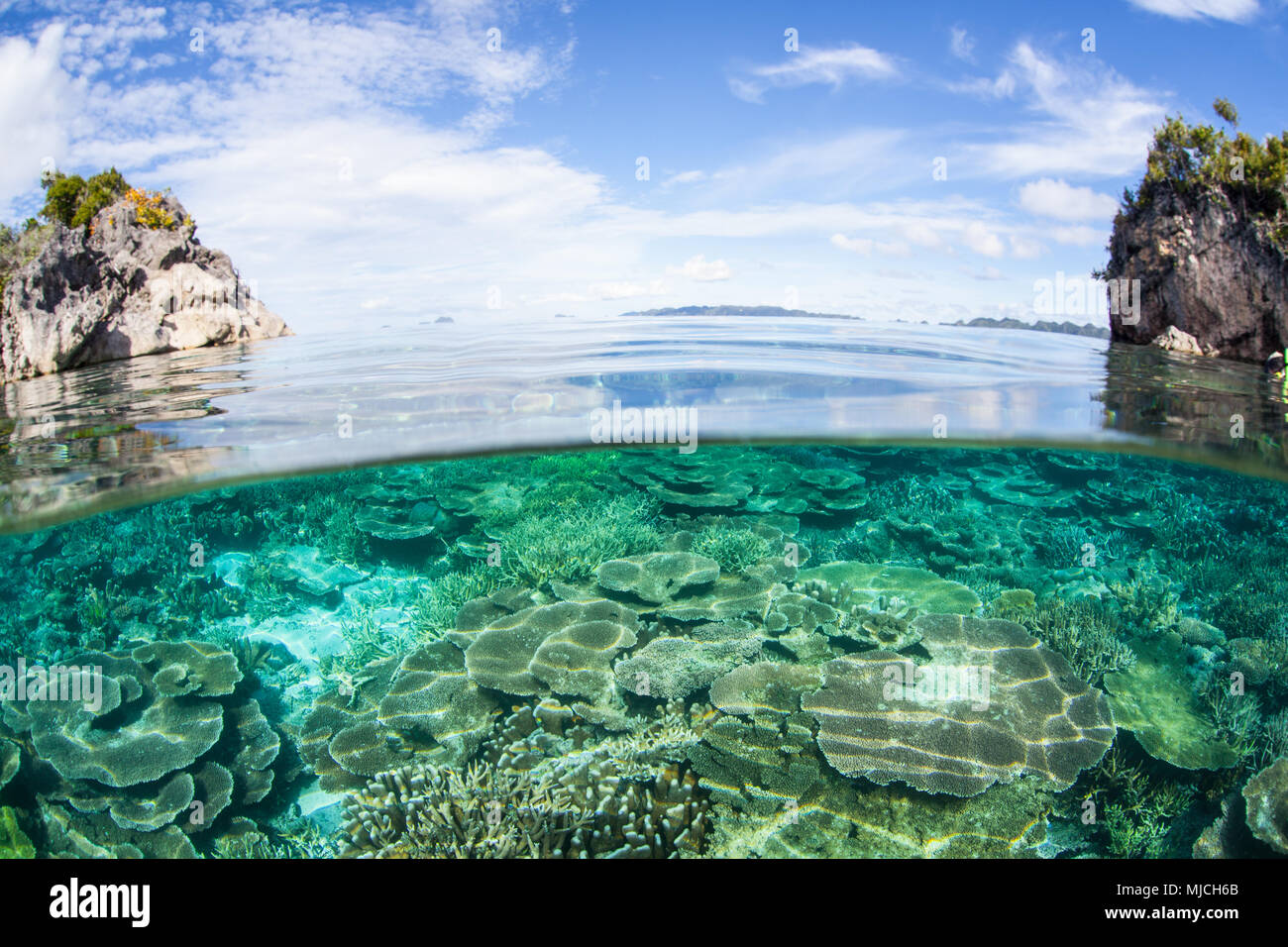 A Beautiful Coral Reef Thrives In Raja Ampat Indonesia This Remote A Beautiful Coral Reef Thrives In Raja Ampat Indonesia This Remote