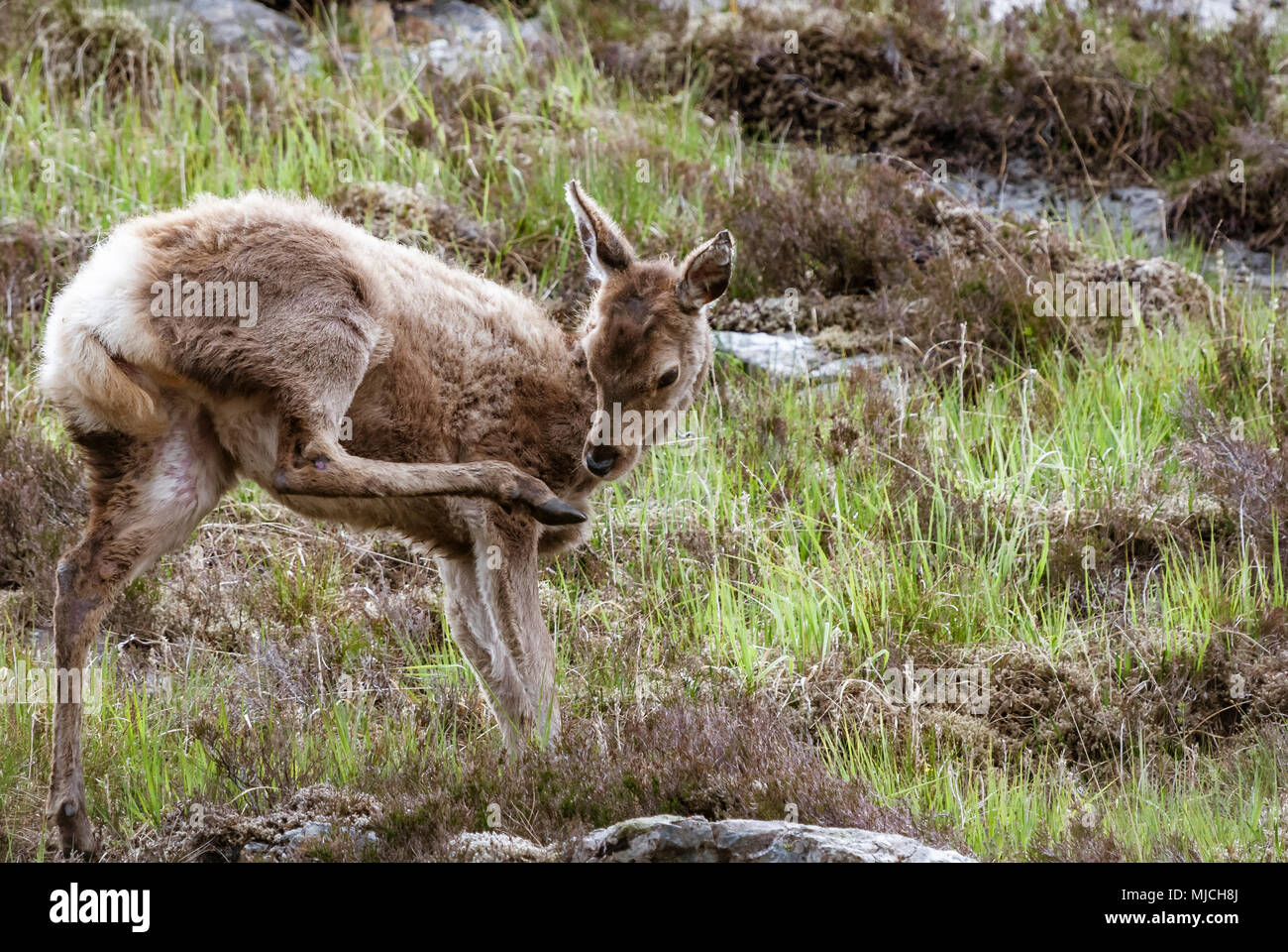 A young Red Deer, Cervus elaphus scoticus, looking at it's foot. 08 June 2009. Stock Photo