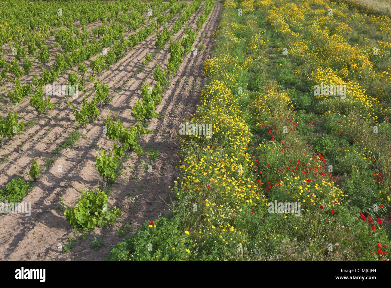 Calasetta Stock Photos Calasetta Stock Images Alamy