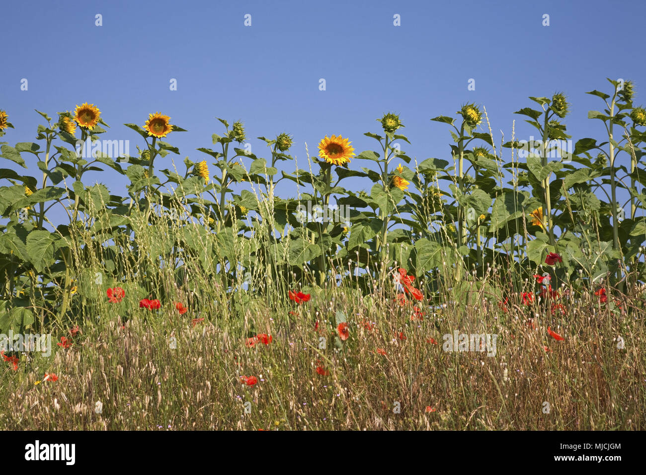 Sunflower field, Riez, Provence, France, Stock Photo