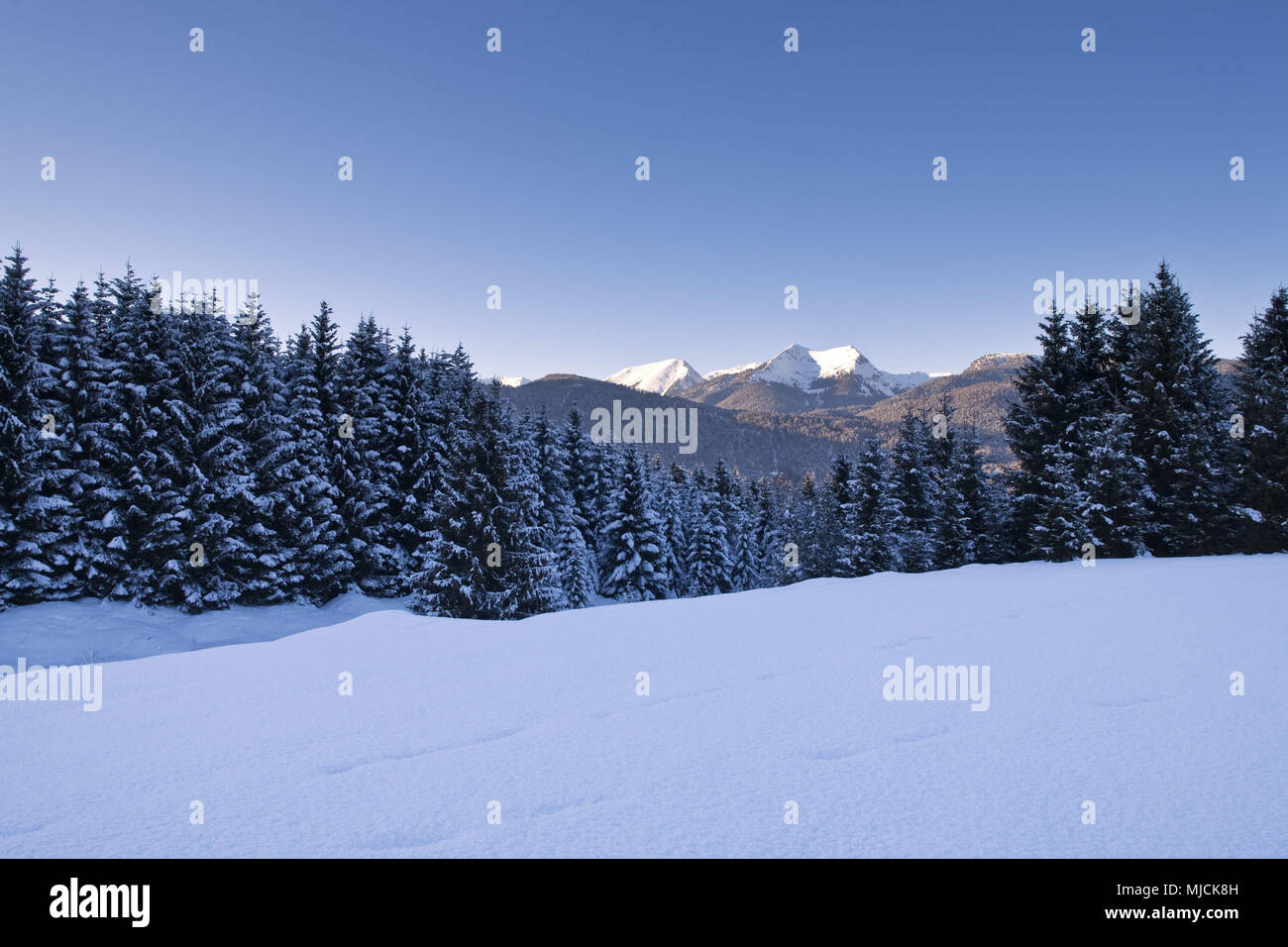 View to the Ester mountains, Krün Mittenwald, Upper Bavaria, Bavaria ...