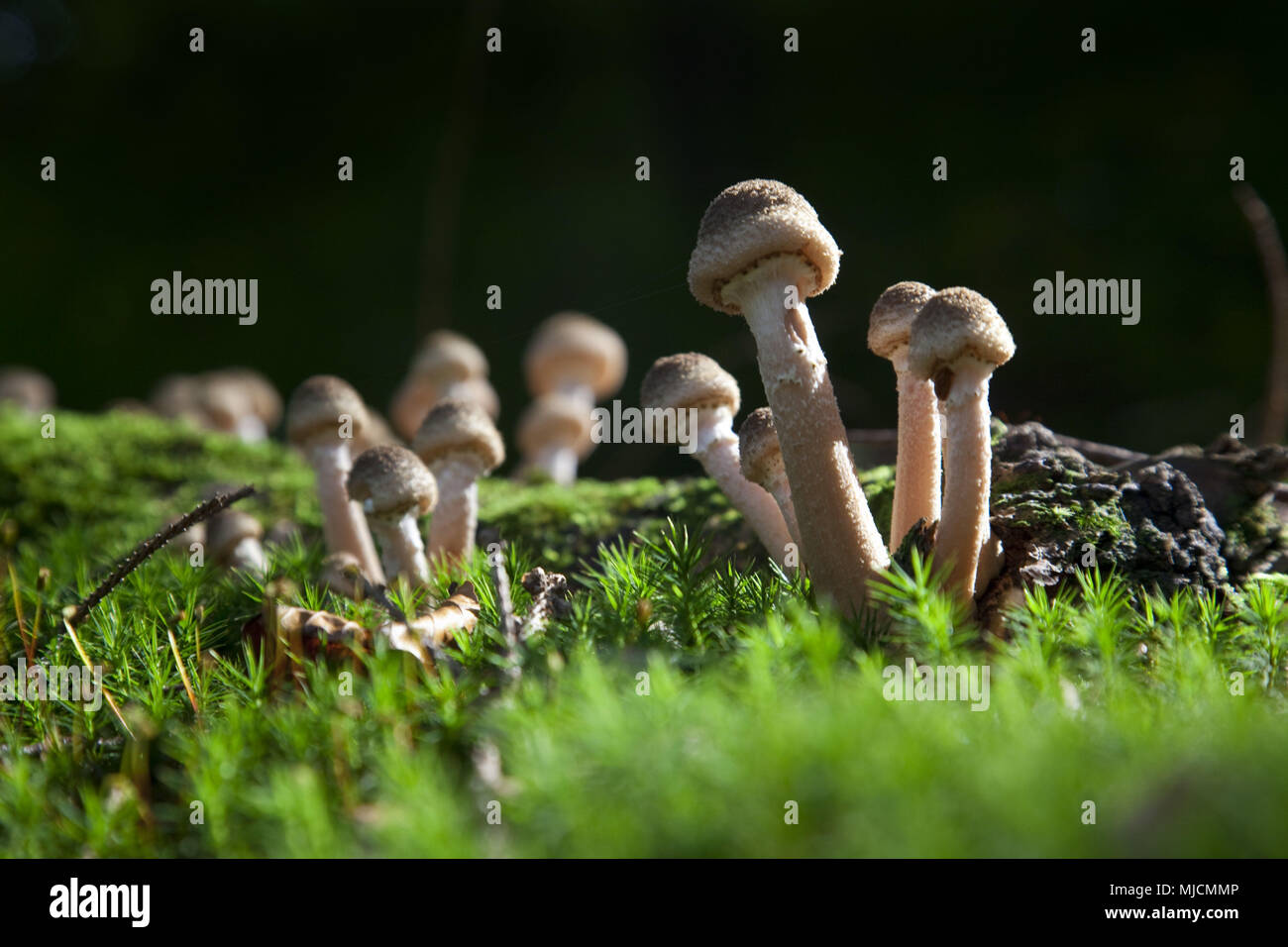 Mushrooms in the moss, Germany Stock Photo Alamy