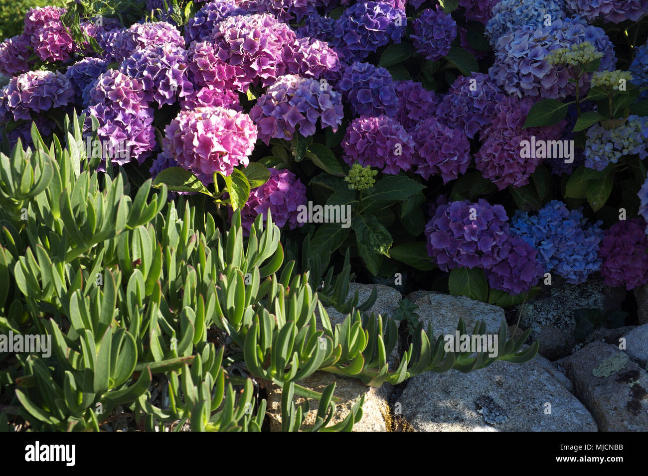 Hydrangeas in a garden Stock Photo