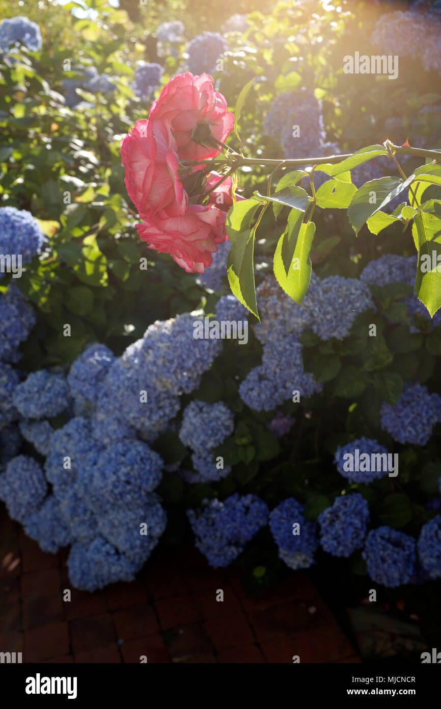 Hydrangeas And Roses Roses and hydrangeas Stock Photo - Alamy