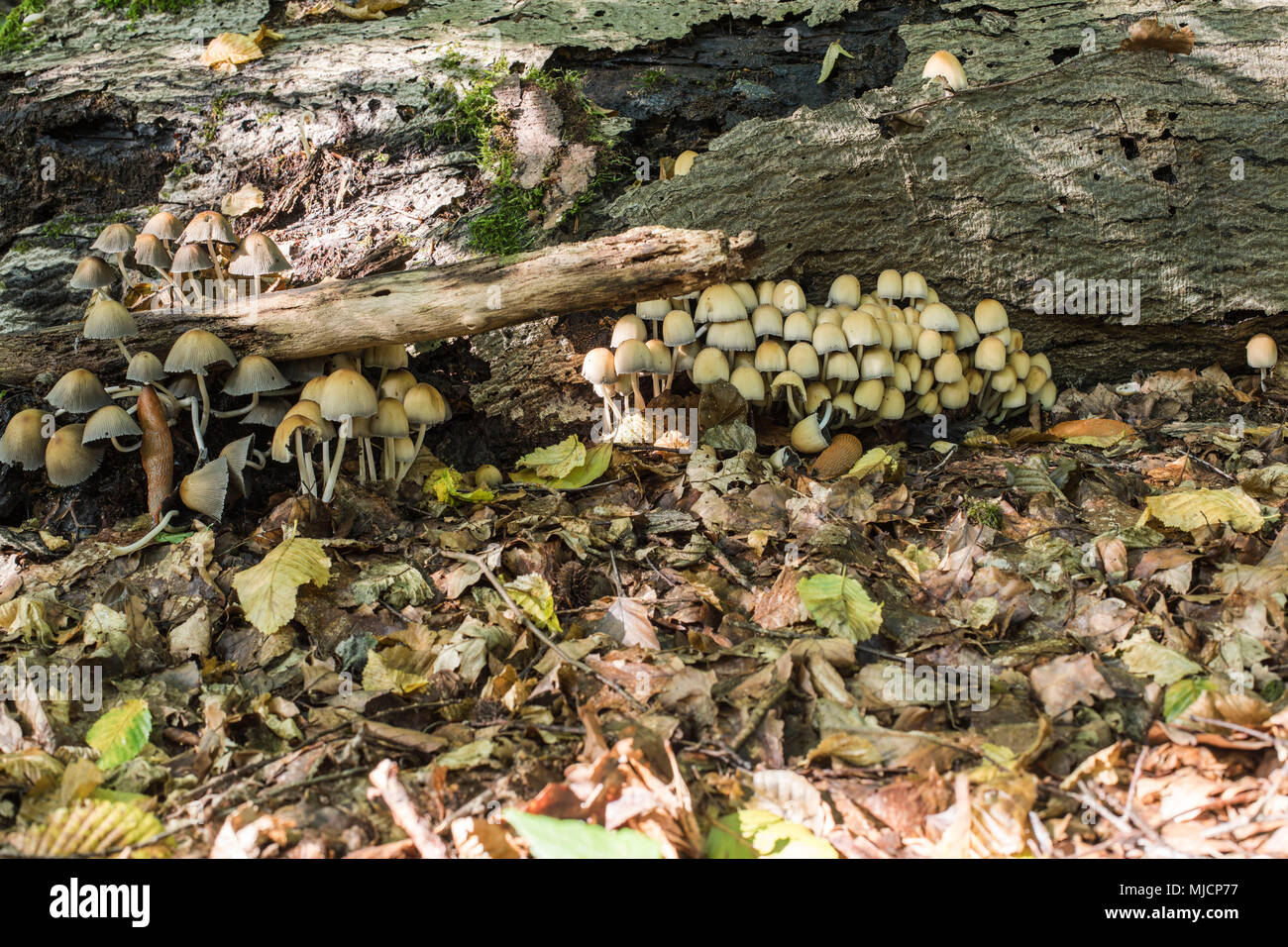 Sulphur tuft, fungi on moss-covered tree stump, toxic mushrooms, dead wood, Hypholoma fasciculare Stock Photo