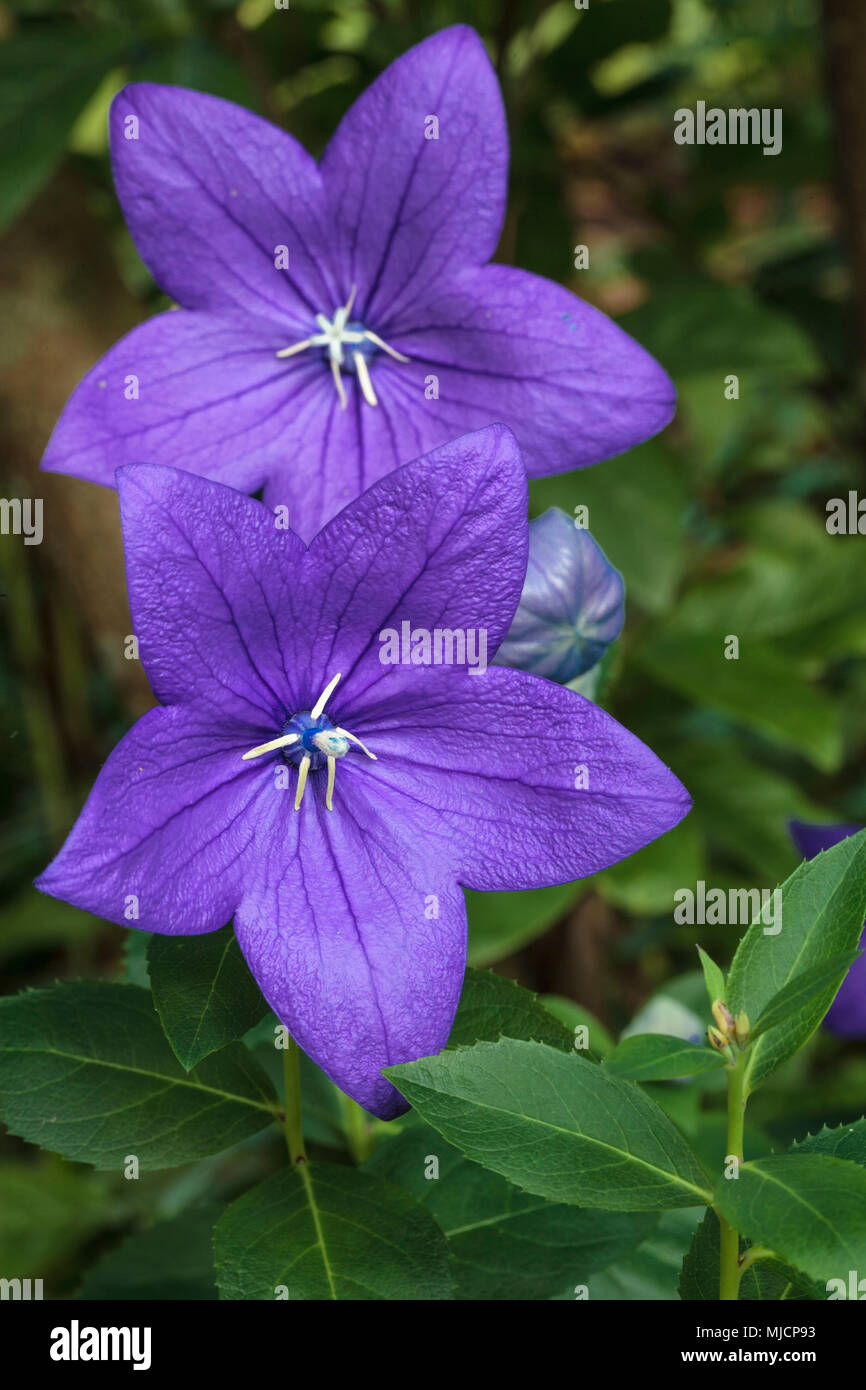 Balloon flower, Platycodon grandiflorus, Chinese bellflower Stock Photo