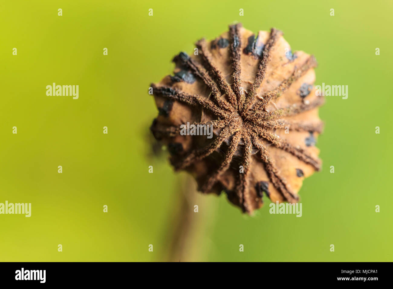 Dried poppy seed capsule, cut out, view from the front Stock Photo
