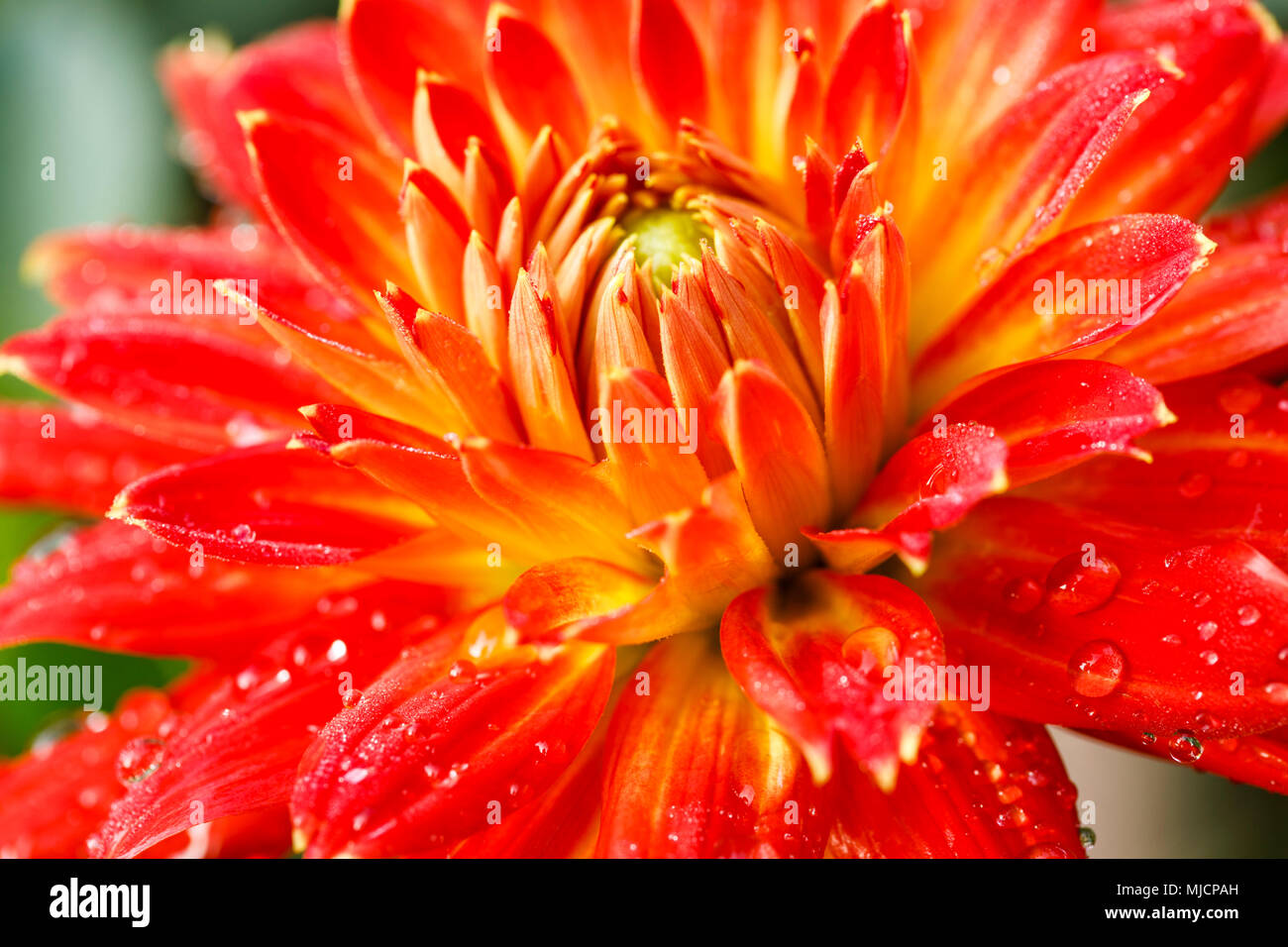 Dinnerplate High Resolution Stock Photography and Images - Alamy